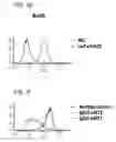 Fig. 08 - Human monoclonal antibodies specific for CD22
