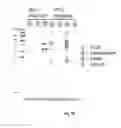 Fig. 09 - Fab FRAGMENT SPECIFICALLY BINDING TO EGFR