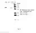 Fig. 10 - Fab FRAGMENT SPECIFICALLY BINDING TO EGFR