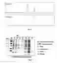 Fig. 11 - Fab FRAGMENT SPECIFICALLY BINDING TO EGFR