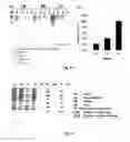 Fig. 12 - Fab FRAGMENT SPECIFICALLY BINDING TO EGFR