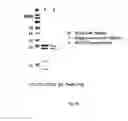 Fig. 16 - Fab FRAGMENT SPECIFICALLY BINDING TO EGFR