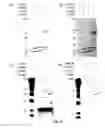 Fig. 20 - Fab FRAGMENT SPECIFICALLY BINDING TO EGFR