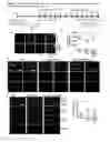 Fig. 08 - VCAM-1 mediated methods and compositions for treating aging-associated impairments