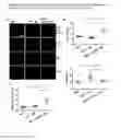 Fig. 09 - VCAM-1 mediated methods and compositions for treating aging-associated impairments