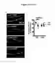 Fig. 16 - VCAM-1 mediated methods and compositions for treating aging-associated impairments