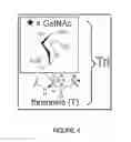 Fig. 05 - CHIMERIC ANTIGEN RECEPTORS RECOGNIZING CANCER-SPECIFIC TN GLYCOPEPTIDE VARIANTS