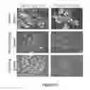 Fig. 06 - CHIMERIC ANTIGEN RECEPTORS RECOGNIZING CANCER-SPECIFIC TN GLYCOPEPTIDE VARIANTS