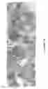 Fig. 17 - CHIMERIC ANTIGEN RECEPTORS RECOGNIZING CANCER-SPECIFIC TN GLYCOPEPTIDE VARIANTS