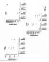 Fig. 02 - Anti-MCAM antibodies and associated methods of use