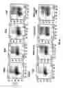 Fig. 05 - Anti-MCAM antibodies and associated methods of use
