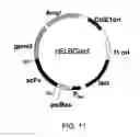 Fig. 12 - Antibody Substituting for Function of Blood Coagulation Factor VIII