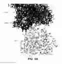 Fig. 08 - Anti-factor D antibodies and conjugates