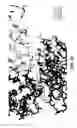 Fig. 10 - Anti-factor D antibodies and conjugates