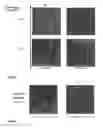 Fig. 04 - Process for controlling the period of a nanostructured block copolymer film based on styrene and on methyl methacrylate, and nanostructured block copolymer film
