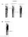 Fig. 07 - METHOD OF GENERATING MULTILINEAGE POTENTIAL CELLS FROM LYMPHOCYTES