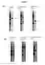Fig. 08 - METHOD OF GENERATING MULTILINEAGE POTENTIAL CELLS FROM LYMPHOCYTES