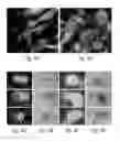 Fig. 03 - Method for stem cell differentiation in vivo by delivery of morphogenes with mesoporous silica and corresponding pharmaceutical active ingredients