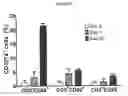 Fig. 08 - EXPANDED NK CELLS