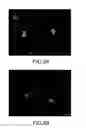 Fig. 12 - CARBON-NANOTUBE MODULATION OF MYOCYTE CELLS