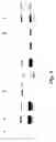 Fig. 10 - Device and method of collection for RNA viruses