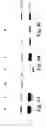 Fig. 11 - Device and method of collection for RNA viruses