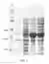 Fig. 04 - Formaldehyde dehydrogenase and method for preparing formaldehyde using same