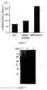 Fig. 02 - Mutant with enhanced secretion of L-asparaginase and its application