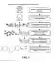 Fig. 02 - METHODS FOR INCREASING THE DIVERSITY OF MONOCLONAL ANTIBODIES PRODUCED AGAINST AN ANTIGEN