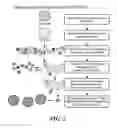 Fig. 03 - METHODS FOR INCREASING THE DIVERSITY OF MONOCLONAL ANTIBODIES PRODUCED AGAINST AN ANTIGEN
