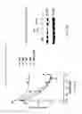 Fig. 08 - COMPOSITIONS FOR INHIBITING NLRP3 GENE EXPRESSION AND USES THEREOF
