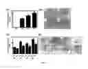 Fig. 74 - METHODS AND COMPOSITIONS FOR THE TREATMENT OF CANCER