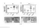 Fig. 89 - METHODS AND COMPOSITIONS FOR THE TREATMENT OF CANCER