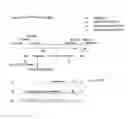 Fig. 07 - Cloning and exploitation of a functional R-gene from 