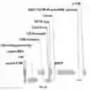 Fig. 06 - Multicistronic expression constructs