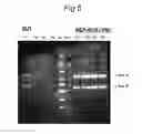 Fig. 06 - Vectors with modified initiation codon for the translation of AAV-REP78 useful for production of AAV