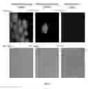 Fig. 10 - PROTEIN PRODUCTION IN MICROORGANISMS OF THE PHYLUM LABYRINTHULOMYCOTA