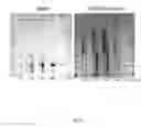 Fig. 12 - PROTEIN PRODUCTION IN MICROORGANISMS OF THE PHYLUM LABYRINTHULOMYCOTA