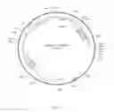 Fig. 15 - PROTEIN PRODUCTION IN MICROORGANISMS OF THE PHYLUM LABYRINTHULOMYCOTA