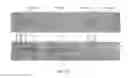 Fig. 28 - PROTEIN PRODUCTION IN MICROORGANISMS OF THE PHYLUM LABYRINTHULOMYCOTA