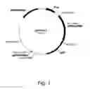 Fig. 02 - Methods for producing polypeptides in enzyme-deficient mutants of 
