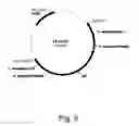 Fig. 04 - Methods for producing polypeptides in enzyme-deficient mutants of 