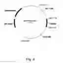 Fig. 05 - Methods for producing polypeptides in enzyme-deficient mutants of 