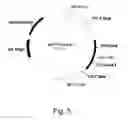 Fig. 06 - Methods for producing polypeptides in enzyme-deficient mutants of 