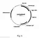 Fig. 07 - Methods for producing polypeptides in enzyme-deficient mutants of 