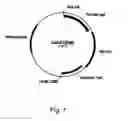 Fig. 08 - Methods for producing polypeptides in enzyme-deficient mutants of 