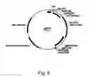 Fig. 09 - Methods for producing polypeptides in enzyme-deficient mutants of 