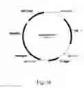 Fig. 11 - Methods for producing polypeptides in enzyme-deficient mutants of 