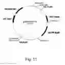 Fig. 12 - Methods for producing polypeptides in enzyme-deficient mutants of 