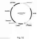 Fig. 13 - Methods for producing polypeptides in enzyme-deficient mutants of 